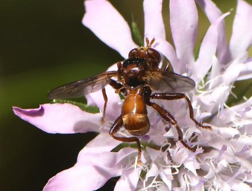 Réf. 231 703 : Sicus sp.